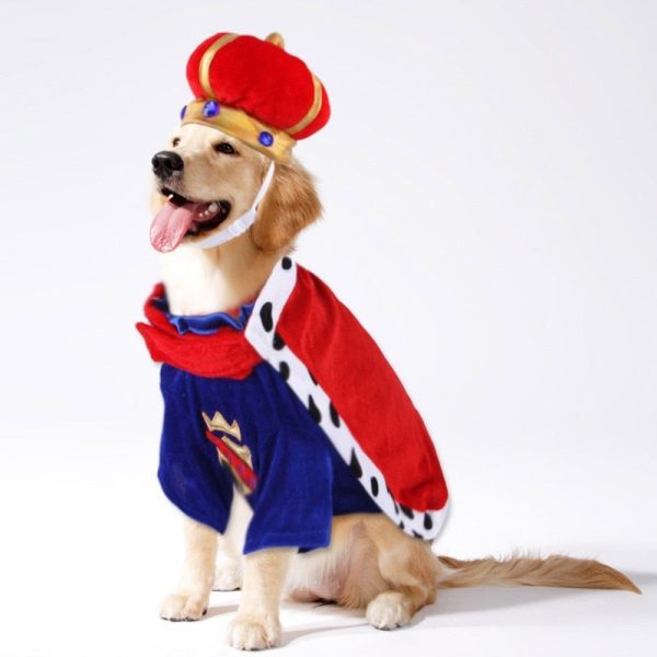 King Cute Pet Costume Sale